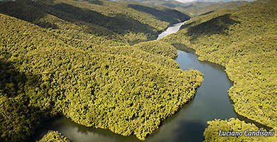 Mata Atlântica é o bioma com mais espécies de fauna e flora ameaçados de  extinção – Legado das Águas