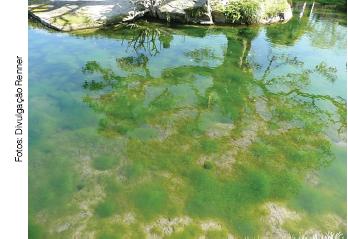 A dualidade das algas: eutrofização em águas e a depuração de efluentes