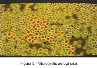A dualidade das algas: eutrofização em águas e a depuração de efluentes