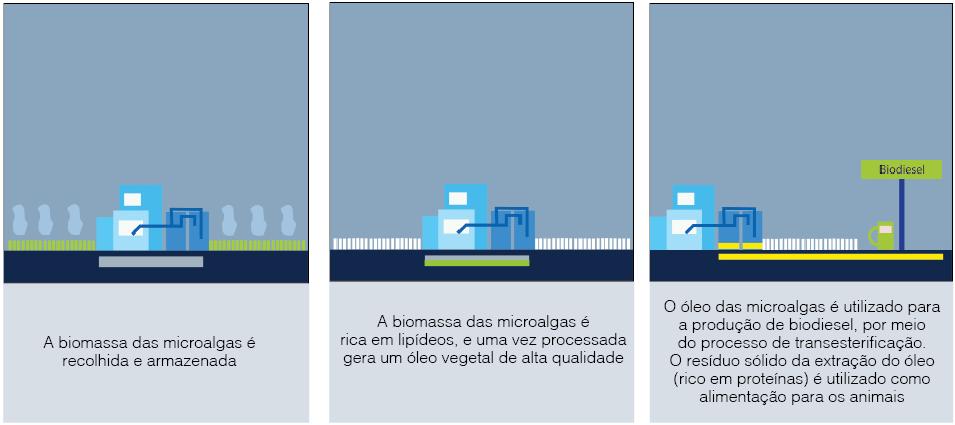 Algae inova na produção de microalgas